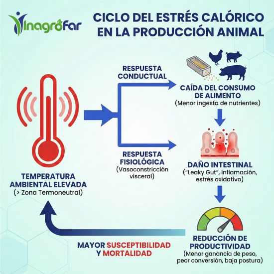 Ciclo de estres calorico en produccion animal